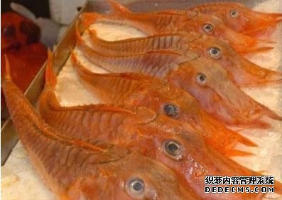 新加坡发明“外星怪鱼”长相独特怪异