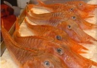 新加坡发明“外星怪鱼”长相独特怪异