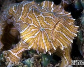动物奇闻新鱼类物种“迷幻躄鱼”