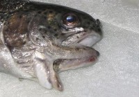 美国渔民捕捉双嘴鱼 一度被以为变异怪物