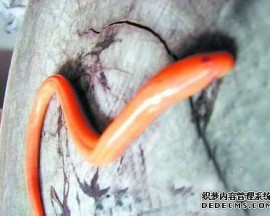 长沙市民捉到有数黄金鳝鱼 专家称是基因变异